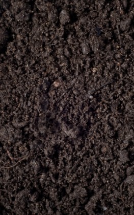 kompostine-zeme-gelynams