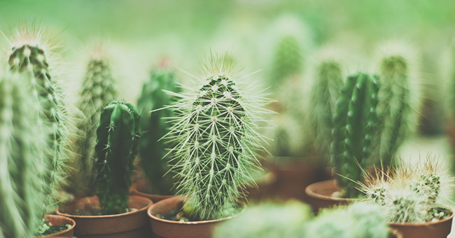 kaktusai